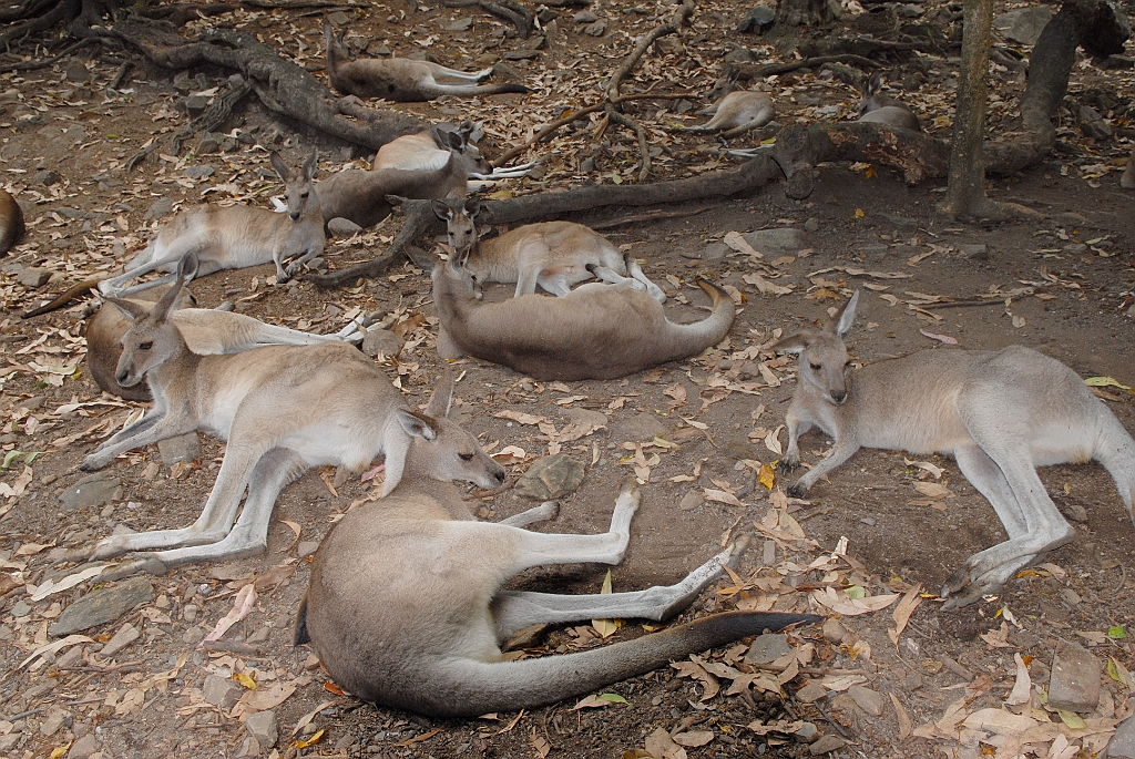 0090 Cairns Tropical Zoo.jpg
